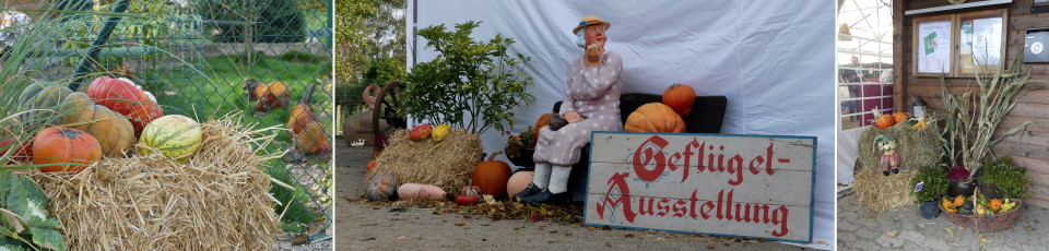 2019 - Erstmals Ausstellung im Rassegeflügelpark. Alles ist liebevoll dekoriert.