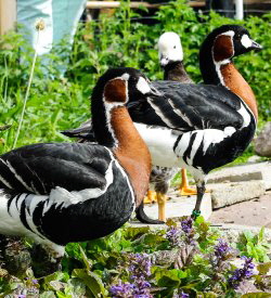 Rothalsgänse am Teich